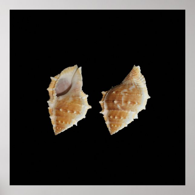 Conchas do mar Poster (Frente)