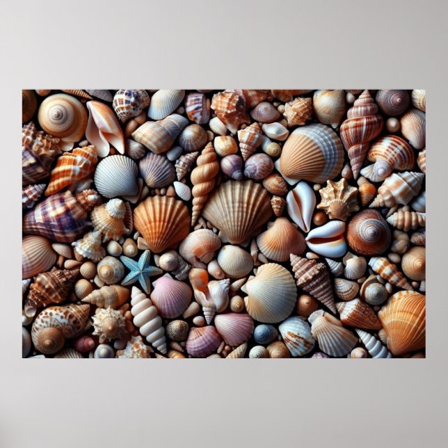 Conchas do mar Poster (Frente)