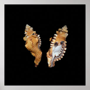 Conchas do mar Poster