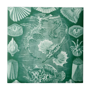 Conchas e Peixes Teleostei Vintage por Ernst Haeck