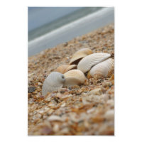Conchas marítimas na fotografia de praia Imaginati