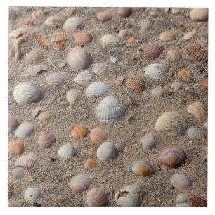 Conchas marítimas na praia