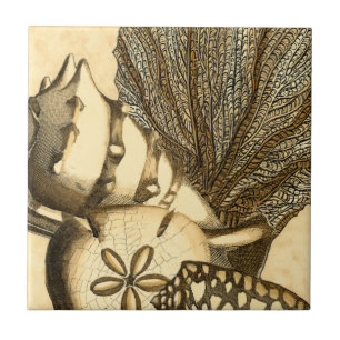 Conchas Neutras e Coleção de Corais