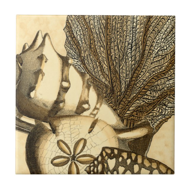 Conchas Neutras e Coleção de Corais (Frente)