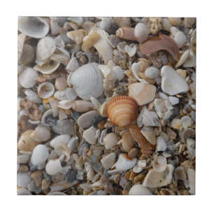 Conchas No Mar