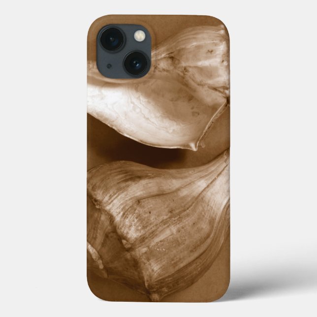 Conchas Sensuais (Verso)