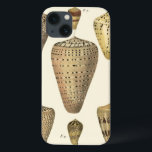 Conchas Vintage Cone<br><div class="desc">O artista Denis Diderot é talentoso e conhecido por suas imagens da vida no mar excelente. Nesta imagem vívida, ele captura estes conchas estaladas Conch conchas no seu estilo mais natural. Conchas são frequentemente fissuradas como estas quatro conchas e com um tom de aparência sépia. Pegue seu produto de concha...</div>