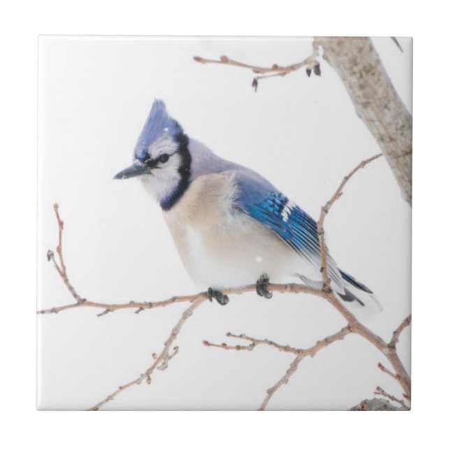 Condado de Wichita, Texas. Blue Jay (Frente)