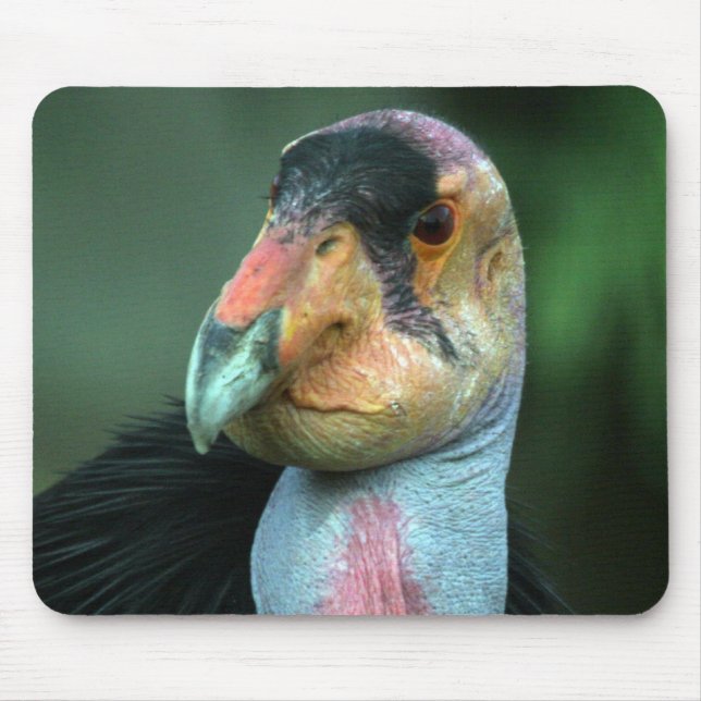 Condor de Califórnia Mousepad (Frente)