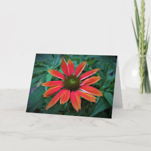 Coneflower, cartão