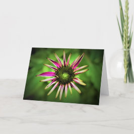 Coneflower, cartão