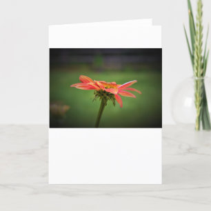 Coneflower, cartão