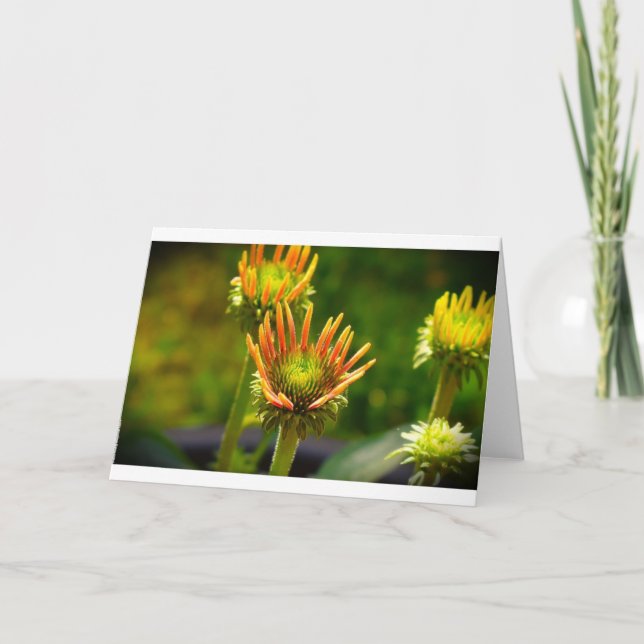 Coneflower, cartão (Frente)