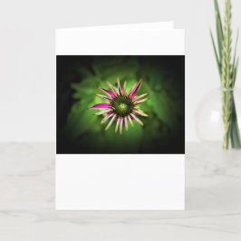 Coneflower, cartão
