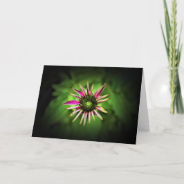 Coneflower, cartão