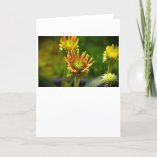 Coneflower, cartão
