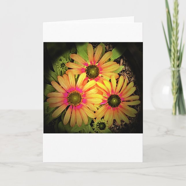 Coneflower, cartão (Frente)