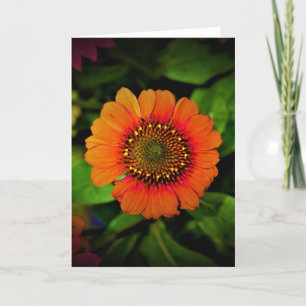 Coneflower, cartão