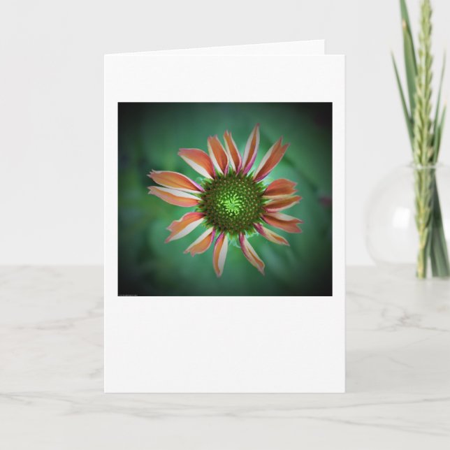Coneflower, cartão (Frente)