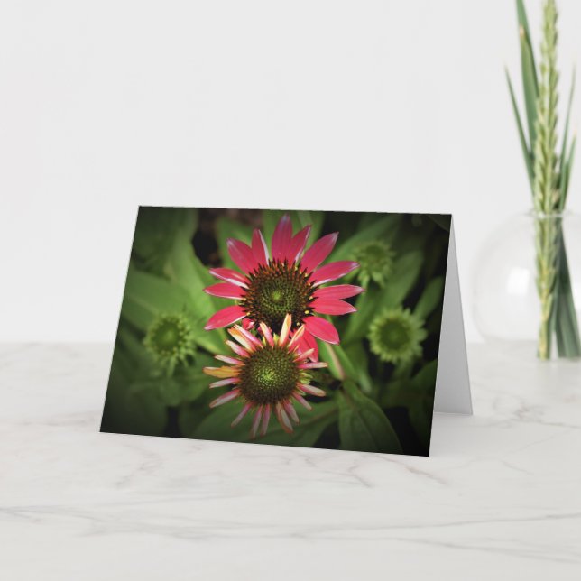 Coneflower, cartão (Frente)