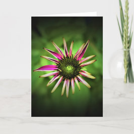 Coneflower, cartão