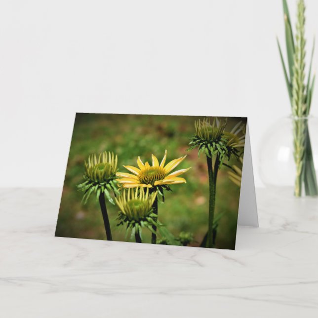 Coneflower, cartão (Frente)