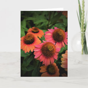 Coneflower, cartão