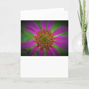 Coneflower, cartão