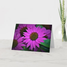 Coneflower, cartão