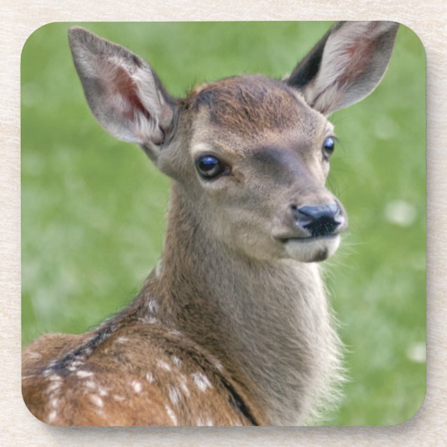 Conjunto de 6 Porta-copos Bambi (Frente)