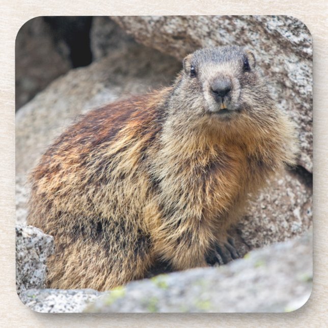 Conjunto de 6 porta-copos de Marmota Alpina (Frente)