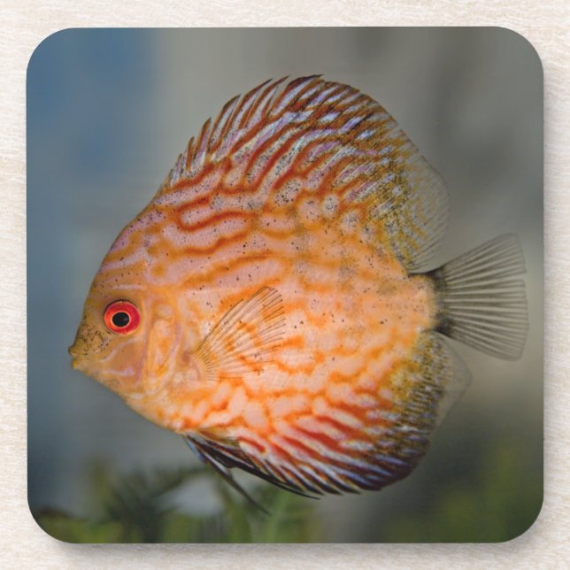 Conjunto de 6 Porta-Copos de Pedra Discus Pombo (Frente)