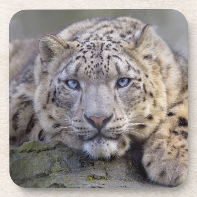 Conjunto de 6 Porta-copos Vishnu Snow Leopard (Frente)