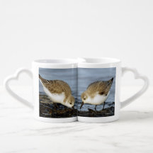Um Par de Compartilhamentos Sanderlings