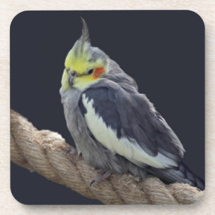 Conjunto de Porta-Copos de Cacatua Fofos