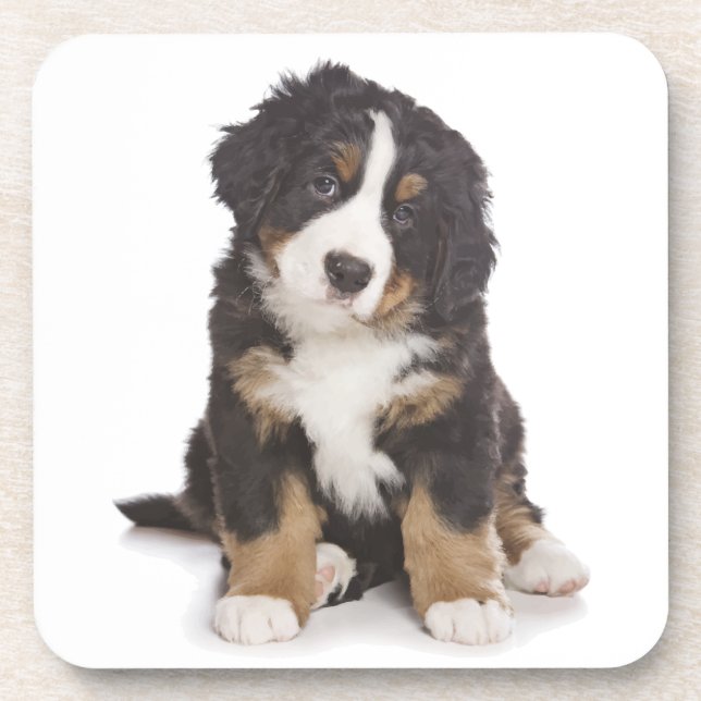Conjunto de Porta-Copos de Cachorro Bernês de Mont (Frente)