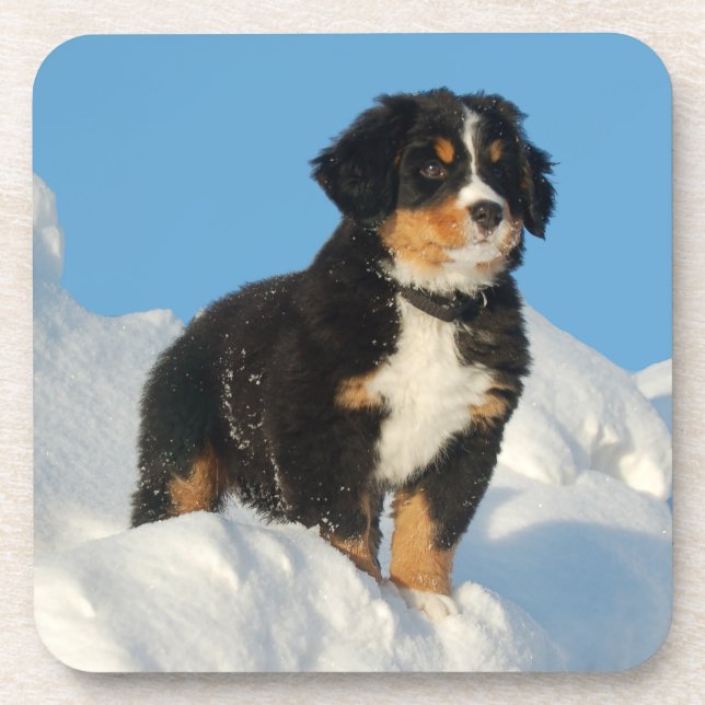 Conjunto de Porta-Copos de Cachorro da Montanha Be (Frente)