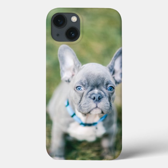 Conjunto de um Bulldog Francês (Verso)