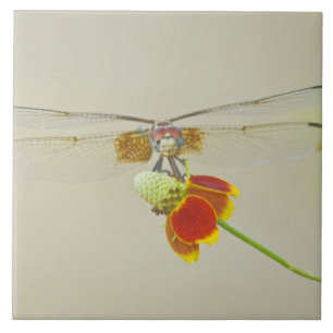 Conjunto Xadrezado (Dythemis fugax) no Mexicano