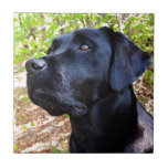 Continua A Procurar - Labrador Retriever - Laborat<br><div class="desc">Um bonito e negro labrador vespertinho olhando para cima para as árvores e a natureza.

Continuando a Buscar - obra de arte original de Judy Burrows @ Black Dog Art</div>
