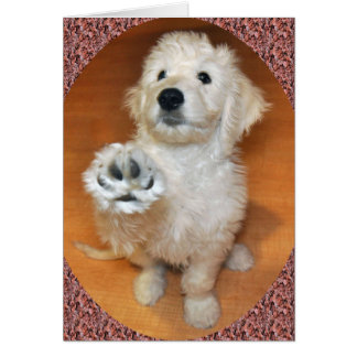 Conversa de Goldendoodle ao cartão da pata