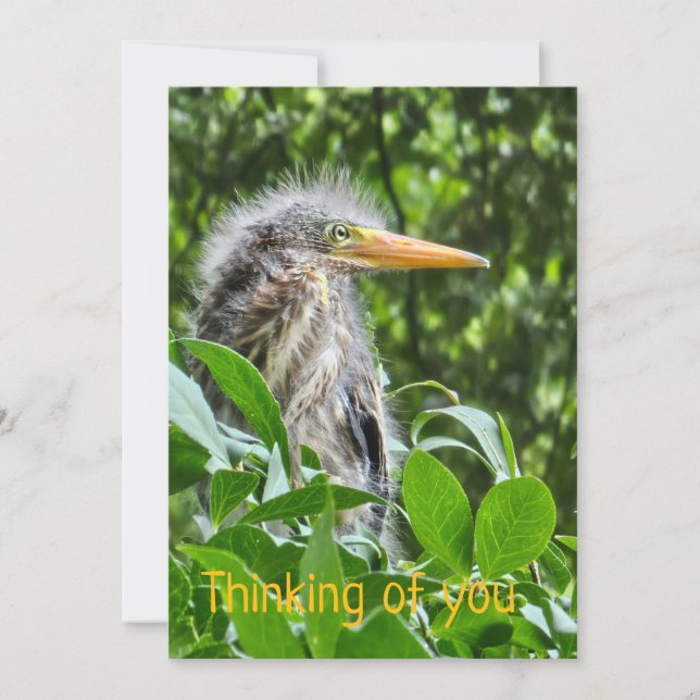 Convite A green heron. Thinking of you (Frente)