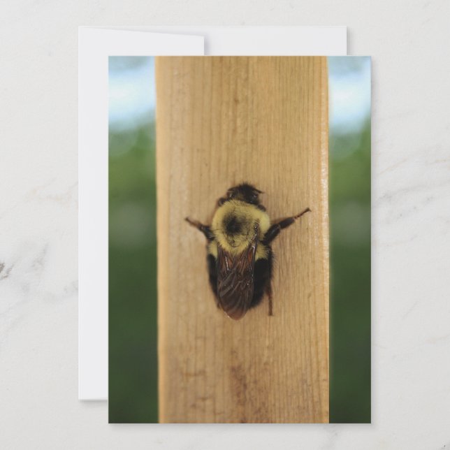 Convite Abelha-zilla (Frente)