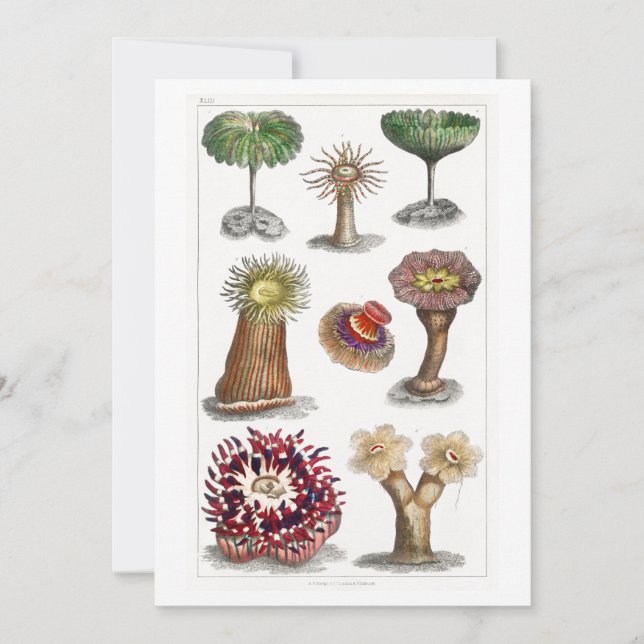 Convite Actiniae vintage, ciência, ernst haeckel, biologia (Frente)