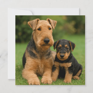 Convite Airedale Terrier Com Puppy