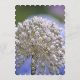 Convite Allium de florescência branco