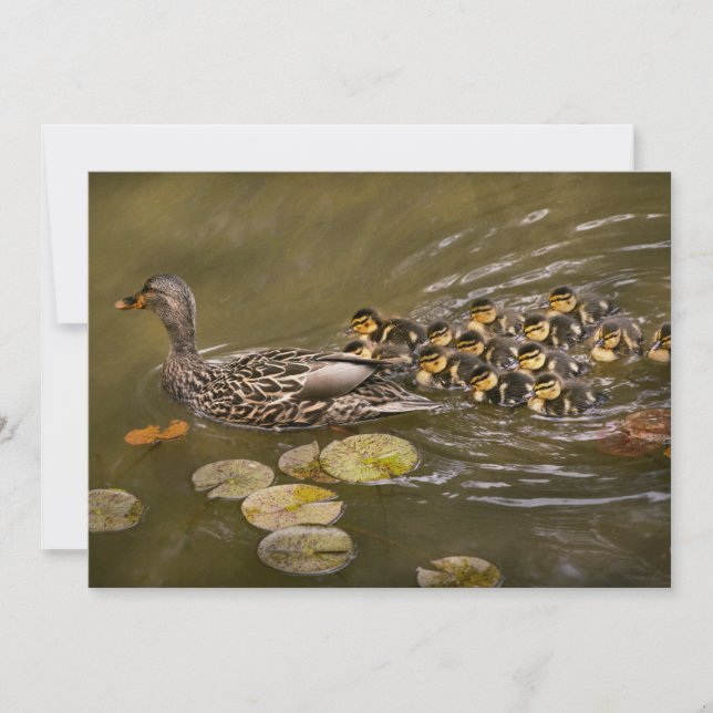Convite Animal - Ducks - Swim like a duck (Frente)