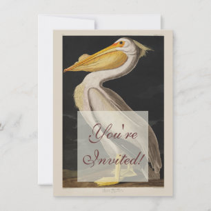 Convite Antigo Pelicano Branco de John James Audubon Coste
