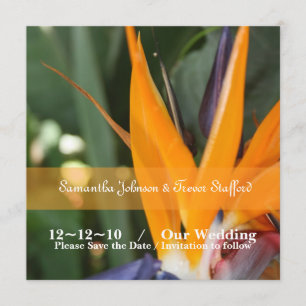 Convite Anúncios de Casamento de Ave do Paraíso Tropical