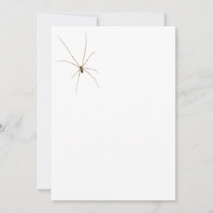 Convite Aranha